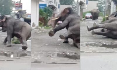 हरिद्वार में घुसा हाथियों का झुंड, कॉलोनी में मचा हड़कंप – कीचड़ में फिसलकर गिरा हाथी, वीडियो वायरलl