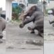 हरिद्वार में घुसा हाथियों का झुंड, कॉलोनी में मचा हड़कंप – कीचड़ में फिसलकर गिरा हाथी, वीडियो वायरलl
