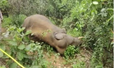 जसपुर रेंज में करंट की चपेट में आया नन्हा हाथी, वन विभाग में हड़कंप l