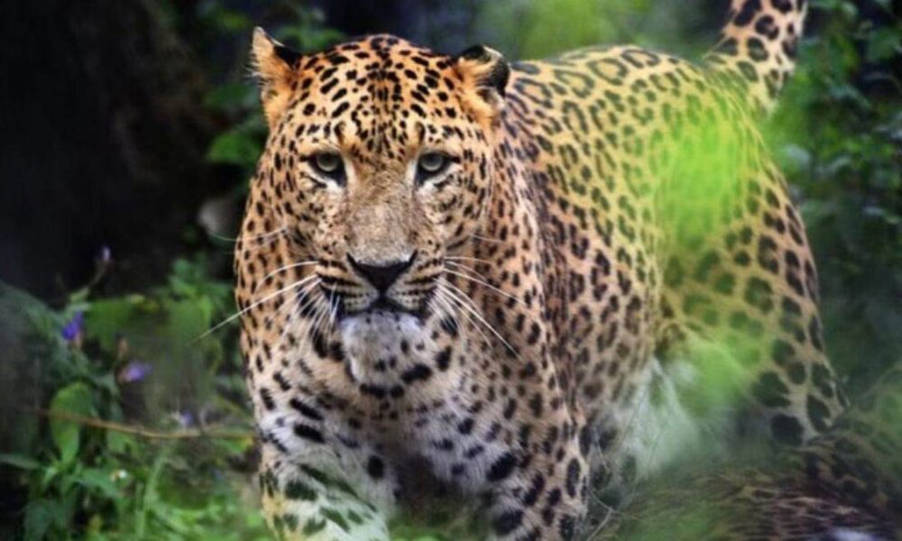 हरिद्वार बीएचईएल क्षेत्र में गुलदार दिखने से लोगों में दहशत, वन विभाग ने बढ़ाई निगरानी