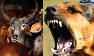 कुत्ते के काटने से संक्रमित गाय का दूध पीने से 17 ग्रामीणों की हालत बिगड़ी