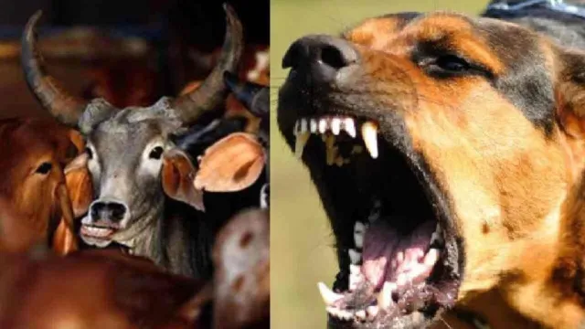 कुत्ते के काटने से संक्रमित गाय का दूध पीने से 17 ग्रामीणों की हालत बिगड़ी