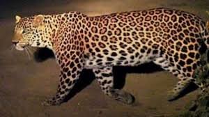 पिथौरागढ़ के रीठा रैतौली में गुलदार ने किया किशोर पर हमला, ग्रामीणों में दहशत