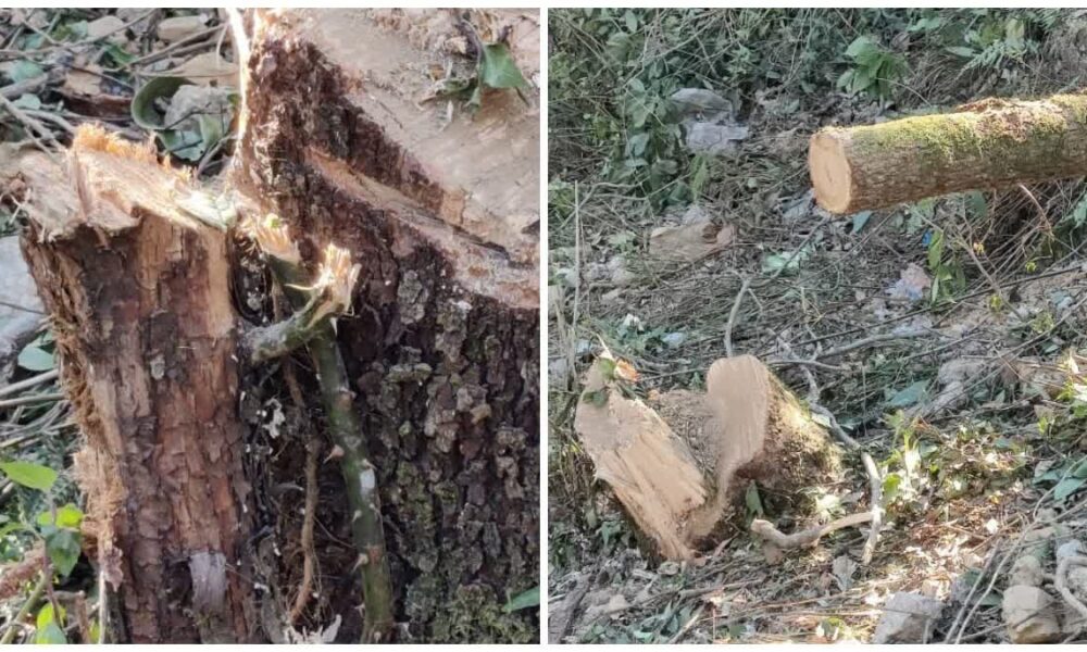 मसूरी में भूमाफिया कर रहे क़ानून की अनदेखी, बिना अनुमति सात पेड़ों पर चलाई आरी