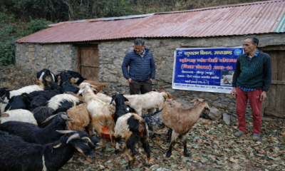 फिर हिचकोले खा रही घसियारी कल्याण योजना, लाभार्थियों को नहीं मिल रहा चारा