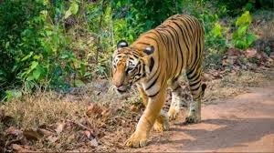 नहीं थम रहे जंगली जानवरों के हमले, खटीमा में बाघ ने बुजुर्ग को उतारा मौत के घाट