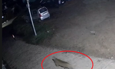 चंपावत में आबादी क्षेत्र तक पहुंचा गुलदार, CCTV में कैद हुई दहशत….