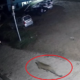 चंपावत में आबादी क्षेत्र तक पहुंचा गुलदार, CCTV में कैद हुई दहशत….