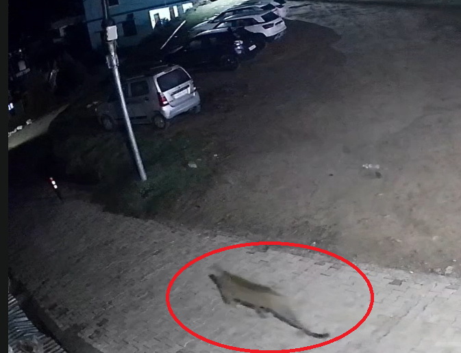 चंपावत में आबादी क्षेत्र तक पहुंचा गुलदार, CCTV में कैद हुई दहशत….