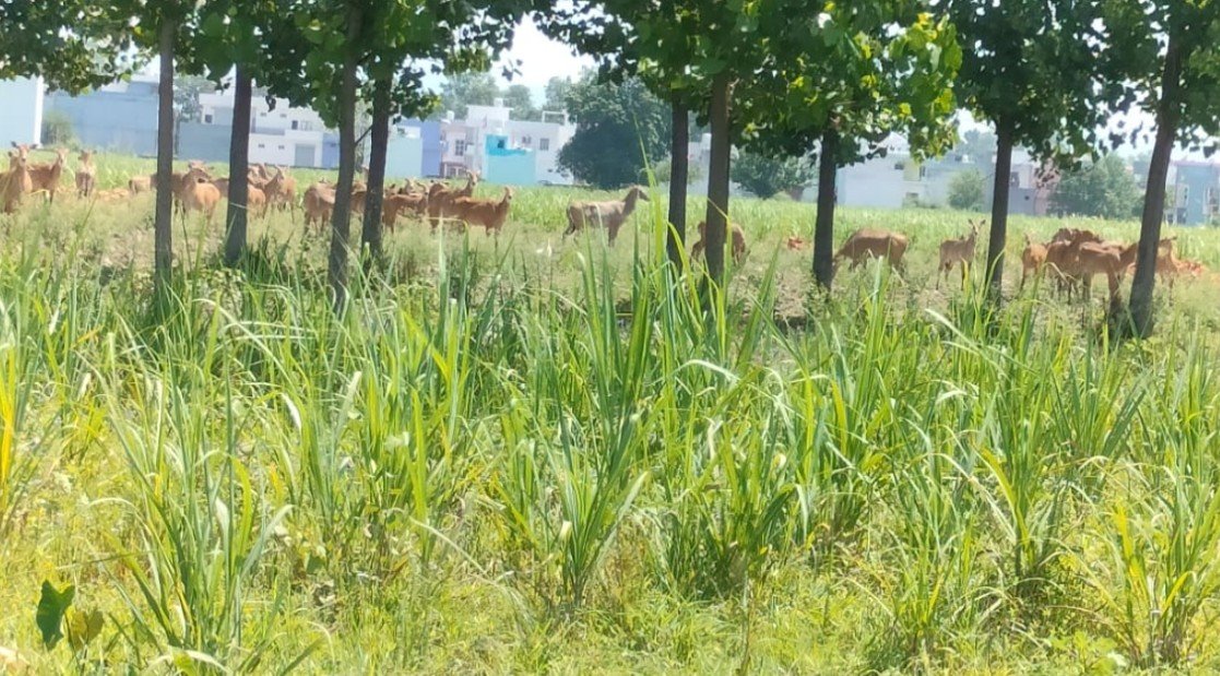 हरिद्वार में नीलगायों के आतंक पर जागा प्रशासन, किसानों को मिलेगा मुआवजा