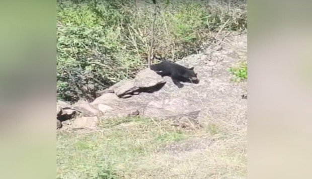 नैनीताल के नलनी गांव में भालू के आतंक से ग्रामीणों में दहशत, प्रशासन से छुटकारा दिलाने की मांग