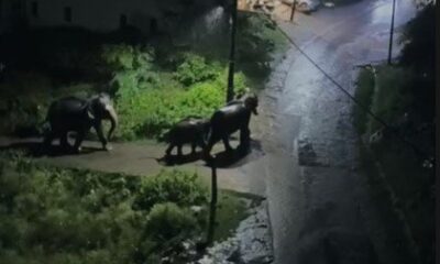कोटद्वार खौफ के साये में रह रहे है लोग, हाथी की धमक से सहमे कई परिवार