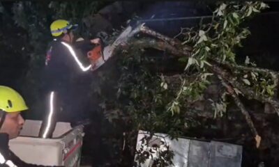 मसूरी अपर माल रोड पर गिरा विशाल पेड़, कार व तीन स्कूटी दबीं, बड़ा हादसा टला