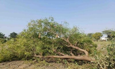 ऋषिकेश बाईपास के लिए 3,998 पेड़ों पर संकट, विकास के नाम पर फिर कटेगी हरियाली