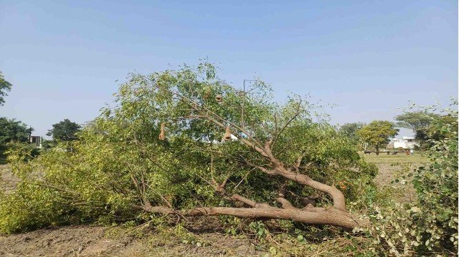 ऋषिकेश बाईपास के लिए 3,998 पेड़ों पर संकट, विकास के नाम पर फिर कटेगी हरियाली