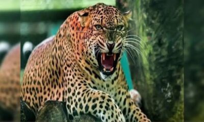 डोबरा-चांठी पुल के समीप रात में गुलदार का हमला, कुत्ते को बनाया निवाला, क्षेत्र में दहशत